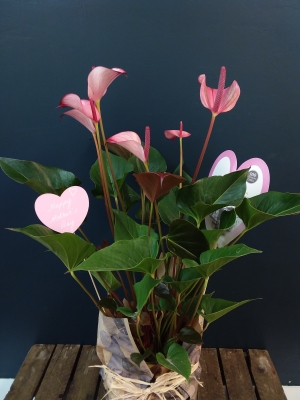 Anthurium Plant