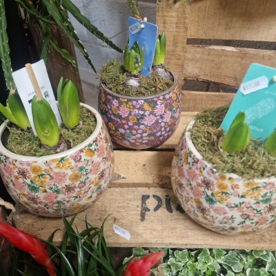 Floral Ceramic Pot with Hycianth