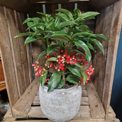 Red Ardisia Plant with Pot