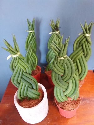 Sanseveria Plant