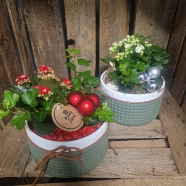 Green and white Ceramic Pot with Kalanchoe