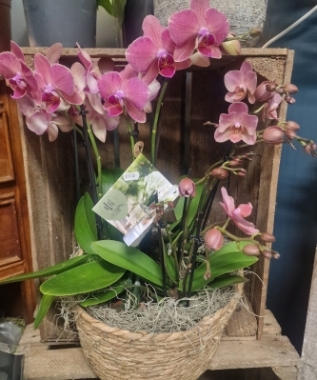 Phalaenopsis in a Basket