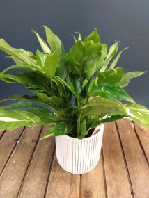 Variegated Spathiphyllum