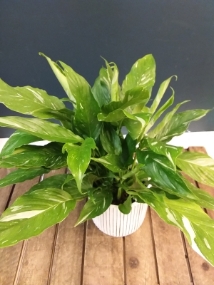 Variegated Spathiphyllum