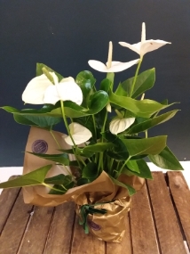 White Anthurium Plant